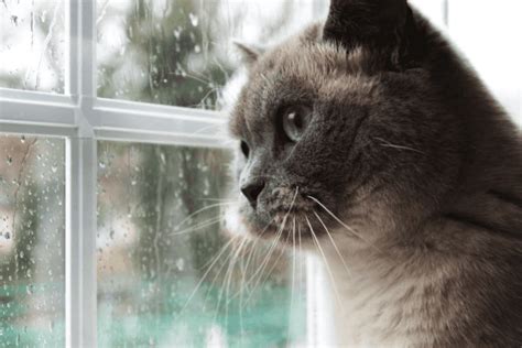 What Happens When A Cat Dies Naturally? 5 Signs You Need To Know | 100% ...