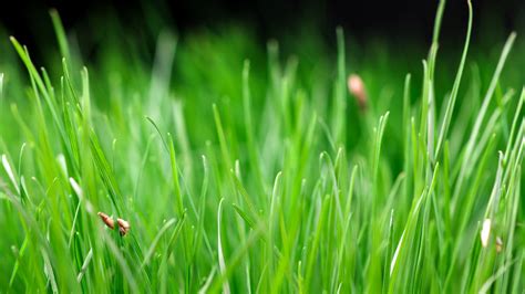 Timelapse growing grass close up | Openfootage