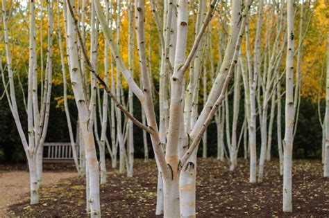 Discover The 10 Different Types Of Birch Trees