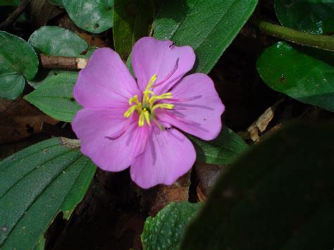 West African wildflower | Wild flowers, Flowers, Plants