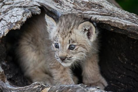 We eavesdropped on some Canadian lynx: What we heard was surprising