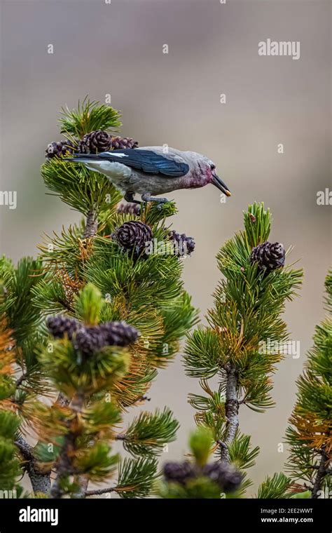 Clark's Nutcracker, Nucifraga columbiana, gathering Whitebark Pine ...