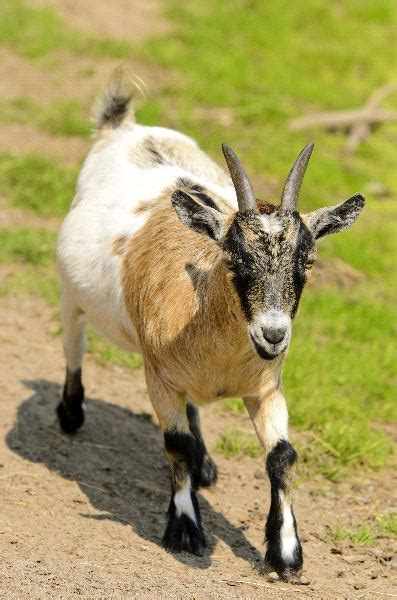 Pygmy Goat - Animal Facts and Information