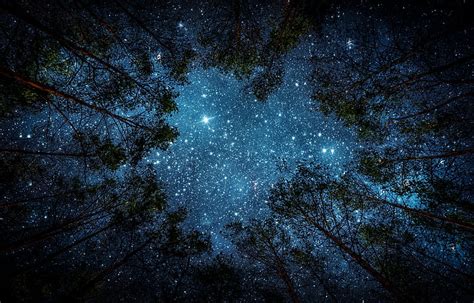 Earth, Starlight, Forest, Night, Sky, Stars, Tree, HD wallpaper | Peakpx