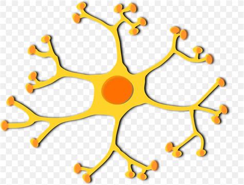 Motor Neuron Cell Clip Art, PNG, 1280x974px, Neuron, Area, Biology ...