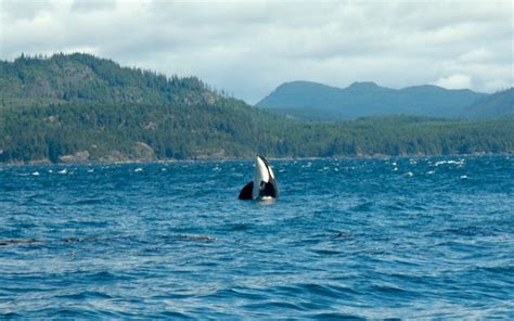 Kayaking with Orcas 202 Tours in Johnstone Strait Vancouver Island ...