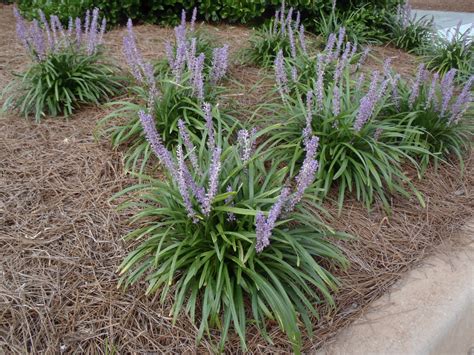 Liriope muscari (Big Blue, Big Blue Lilyturf, Big Blue Liriope, Giant Lilyturf, Lilyturf, Lily ...