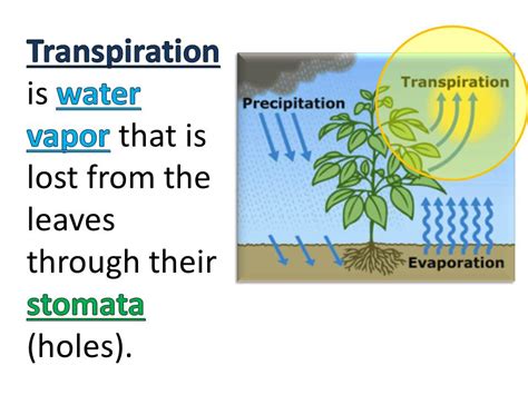 Definition Of Transpiration Class 7 - DEFNITI