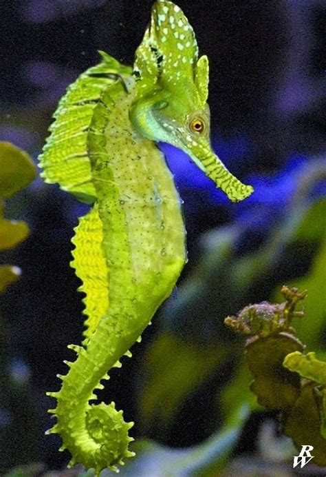 Crested Seahorse by Dwarf4r on DeviantArt | Beautiful sea creatures, Ocean creatures, Seahorse