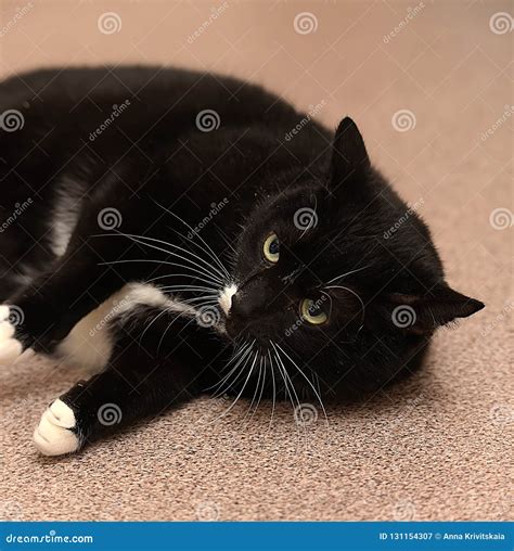 Black and white fat cat stock image. Image of focus - 131154307