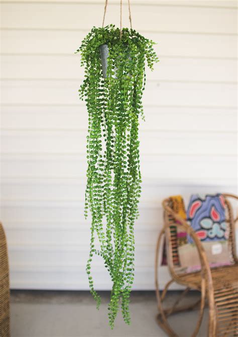 Hanging Fern | Hanging ferns, Hanging pots, Hanging plants indoor