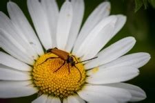 Beetle, Insect, Daisy, Nature Free Stock Photo - Public Domain Pictures