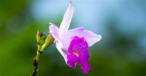 Costa Rica Orchids - Family Trip Costa Rica