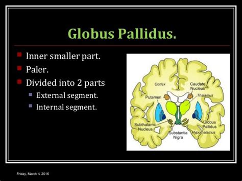 Basal ganglia