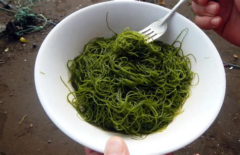 Could seaweed be Costa Rica’s food of the future? – The Tico Times | Costa Rica News | Travel ...