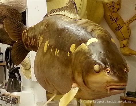 Record Mirror Carp - Taxidermy UK