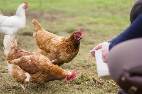 Optimize your Chicken Husbandry: Discover the Benefits of Feeding Chickens Eggs - ChickenPressa