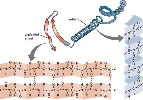 Proteins | Microbiology