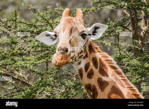 Girafe, manger, acacia, arbre Banque de photographies et d’images à haute résolution - Alamy