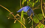 Category:Blue Clematis flowers - Wikimedia Commons