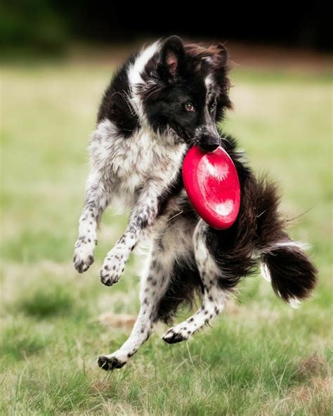 Border Collie Having Fun With the Frisbee. Dog Love, Puppy Love, Dog ...