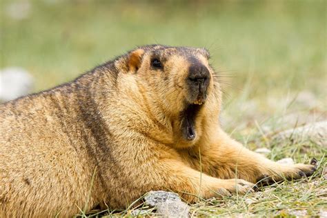 Do Groundhogs Sleep at Night? - Groundhog Sleep and Hibernation Cycles