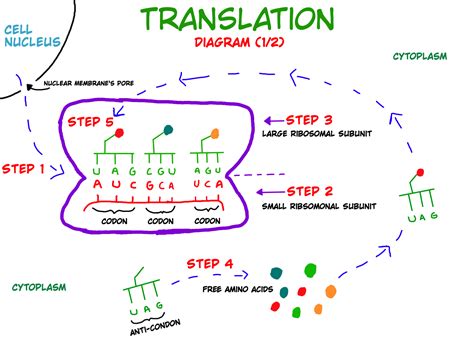 HSC Biology - Module 5 - Inquiry Question 3