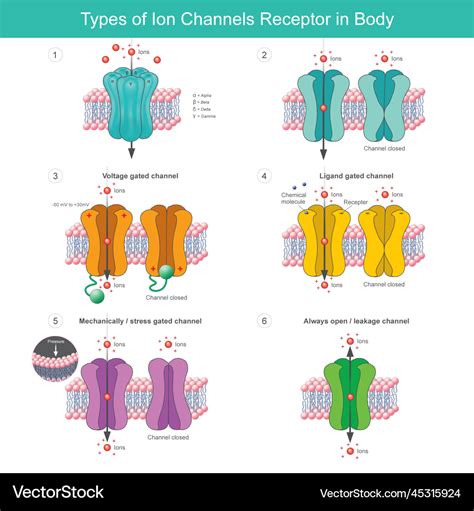 Types of ion channels receptor in body membrane Vector Image