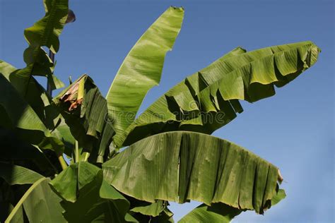 Leaves of banana tree stock photo. Image of background - 76462692