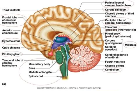 draw a labelled diagram of human brain - Brainly.in