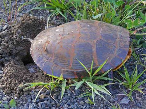 Life at the Annapolis Royal Marsh: Painted Turtle Eggs