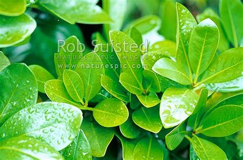 Karaka tree leaves (Corynocarpus laevigatus) with rain droplets, New ...