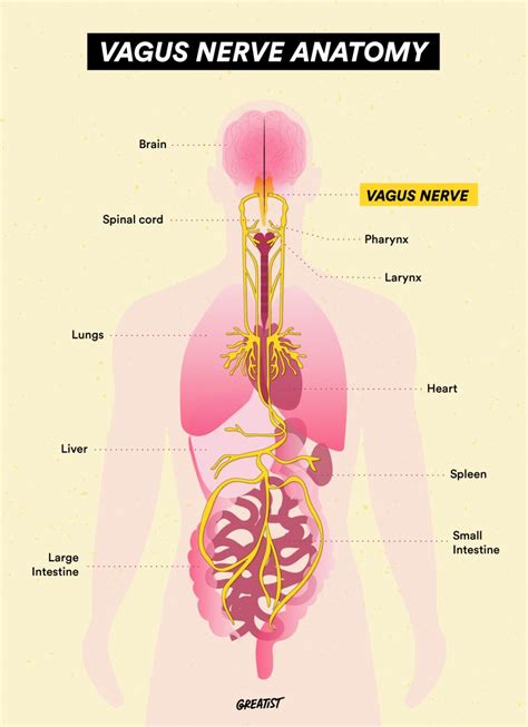 Vagus Nerve Diagram