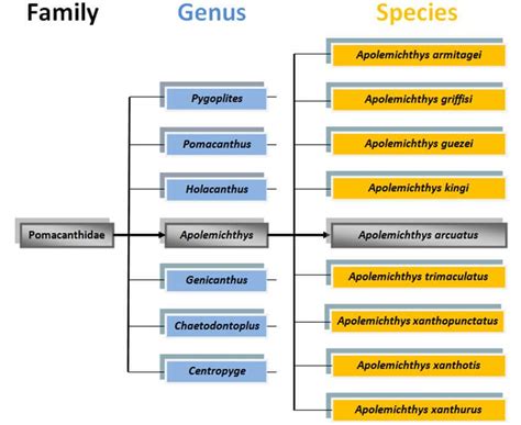 Taxonomy Chart 101 - Definition, Classifications & Examples | Edrawmax