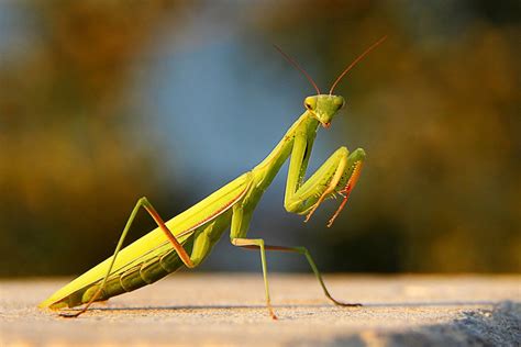 Bugs at Work: Praying Mantises, Assassin Bugs, Green Lacewings Pick Up ...