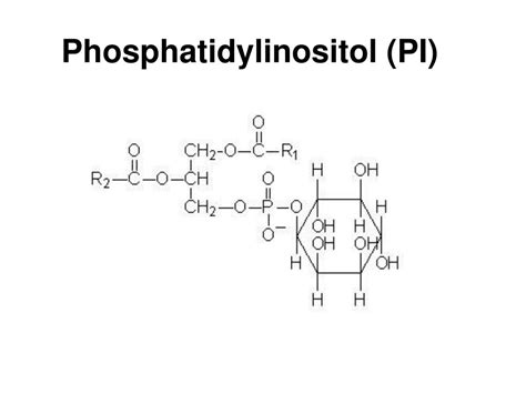 PPT - Fatty Acid Synthesis PowerPoint Presentation, free download - ID:3663766