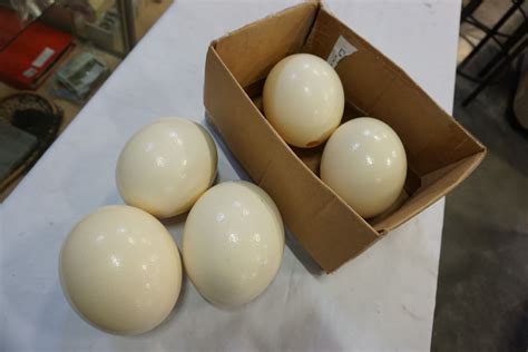 LOT OF OSTRICH EGGS - Big Valley Auction