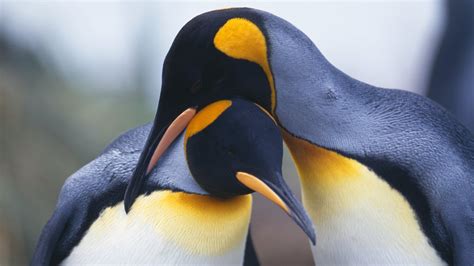 Emperor Penguin Full HD Wallpaper and Background Image | 1920x1080 | ID ...