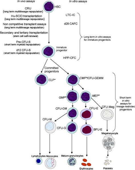 Hematopoietic lineage and assays of hematopoietic stem and progenitor ...