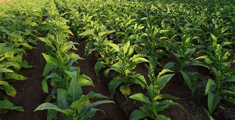 Tobacco Plant Cultivation And The Uses Of Its Leaves - FarmPally.com