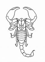 Scorpion Coloring Page  Free Printable Pages sketch template