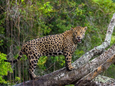 Jaguars & Wildlife of Brazil's Pantanal | Pages | WWF