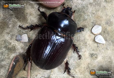 Rhinoceros Beetle Pictures