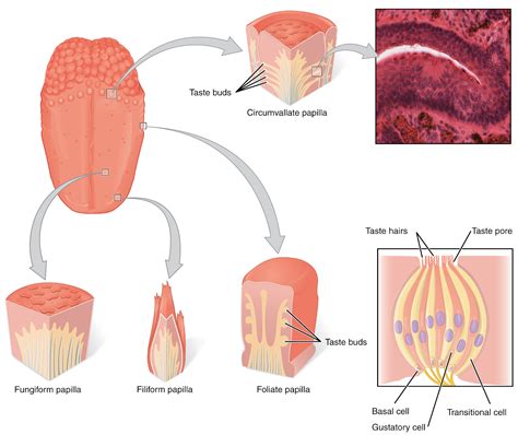 The mystery of taste – EPSA Science Blog