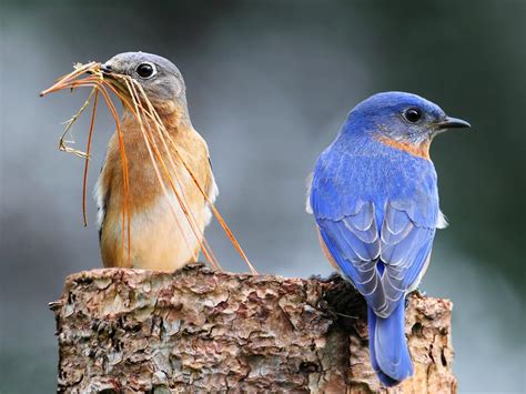 Female Eastern Bluebirds (Male vs Female Identification… | Birdfact