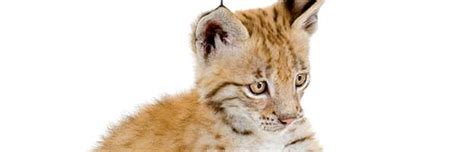 Eurasian Lynx Cub