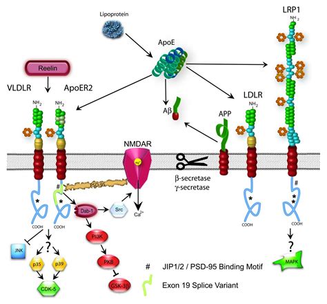 The generation and function of soluble apoE receptors in the CNS ...