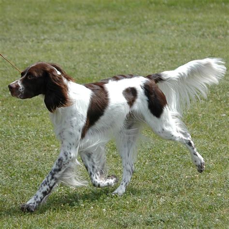 French Spaniel Breed Guide - Learn about the French Spaniel.