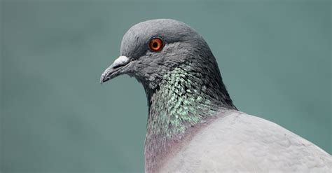 Gray Pigeon on Close Up Photography · Free Stock Photo