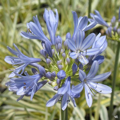 Lily of the Nile 'Queen of the Nile' — Green Acres Nursery & Supply